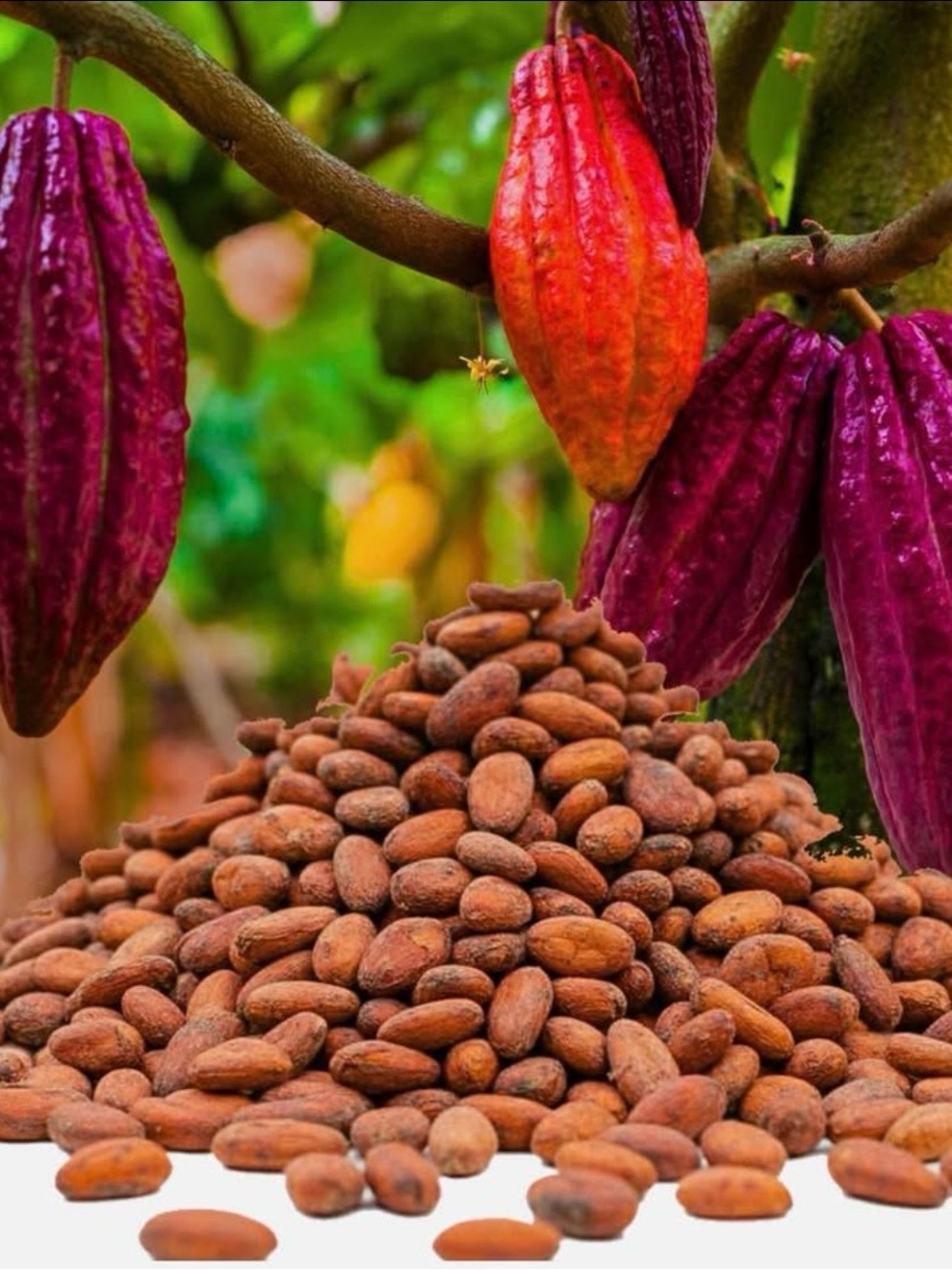 Cacao Beans - Natural  organic